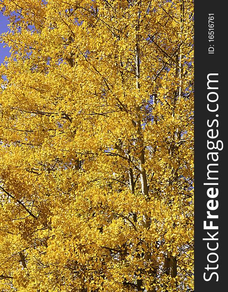 Close up of a aspen grove turning red and yellow. Close up of a aspen grove turning red and yellow