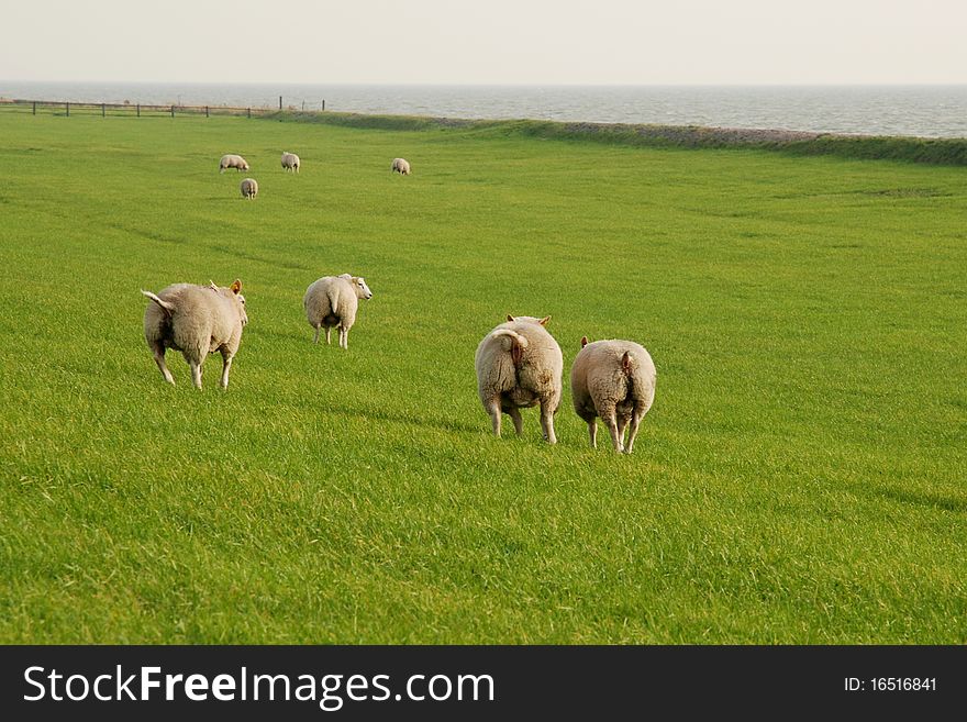 Feeding sheeps on the green meadow. Sea in the background. Feeding sheeps on the green meadow. Sea in the background