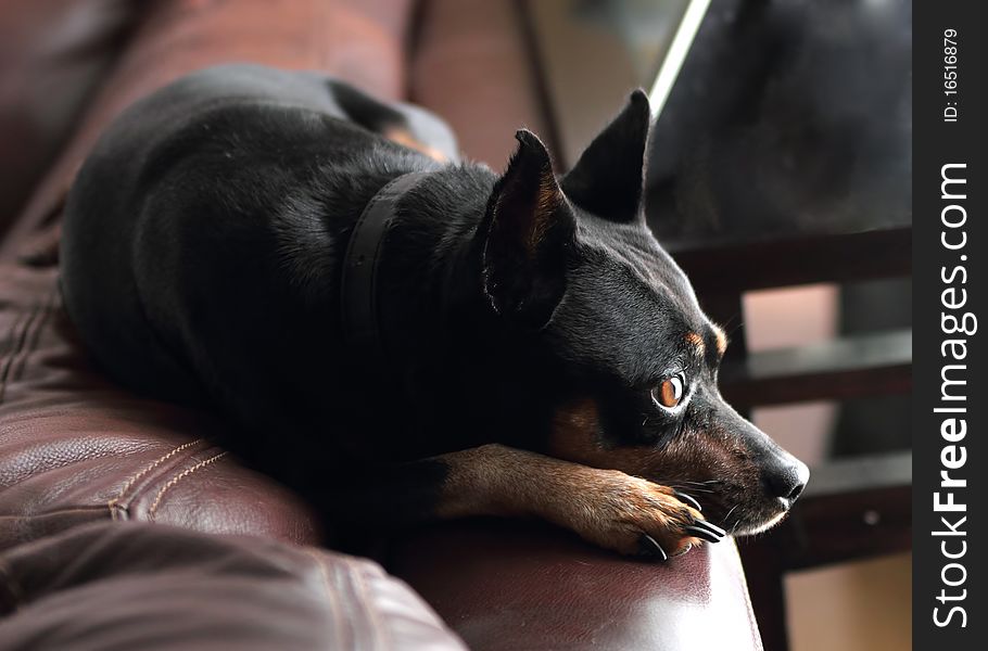 Miniature pinscher resting on sofa