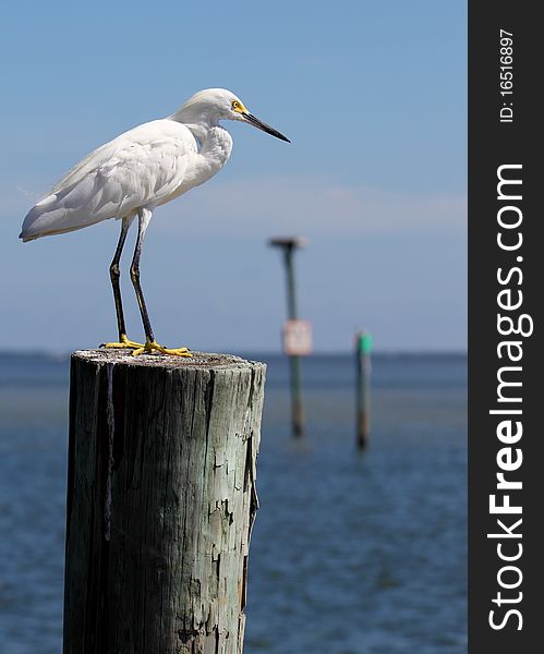 An egret is perched on a post in the Florida Wetlands with blue sky and clouds. An egret is perched on a post in the Florida Wetlands with blue sky and clouds