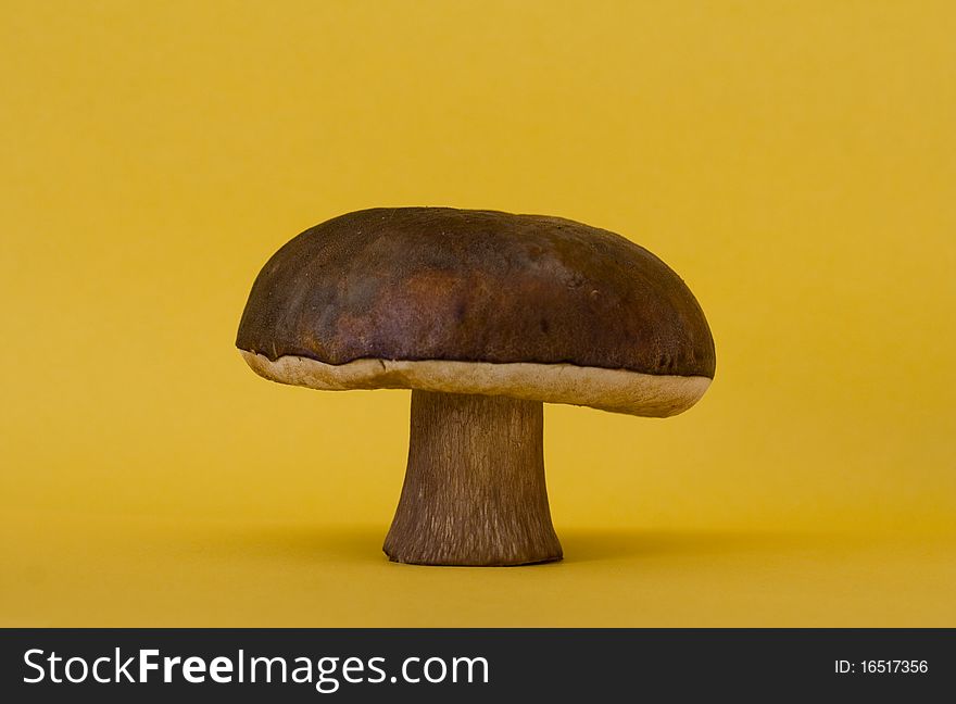 Boletus - the mushroom studio shot