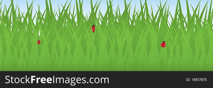 Ladybugs in Grass