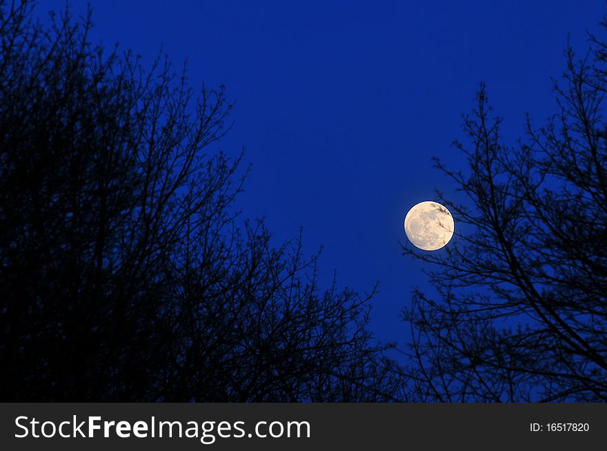 Full moon over the trees. Full moon over the trees