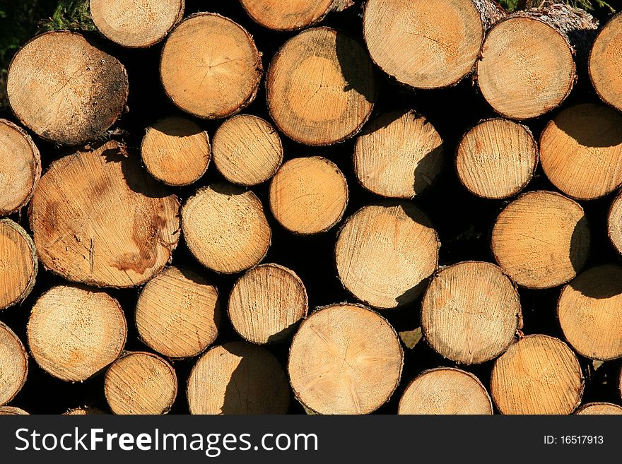 Wooden wall of severel trees