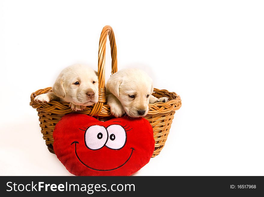 Golden labrador in a basket. Golden labrador in a basket