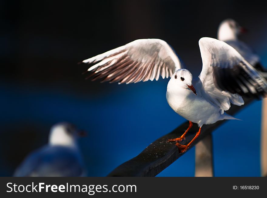 A funny bird that wanted to get fed all the time oppening his wings all the time. A funny bird that wanted to get fed all the time oppening his wings all the time