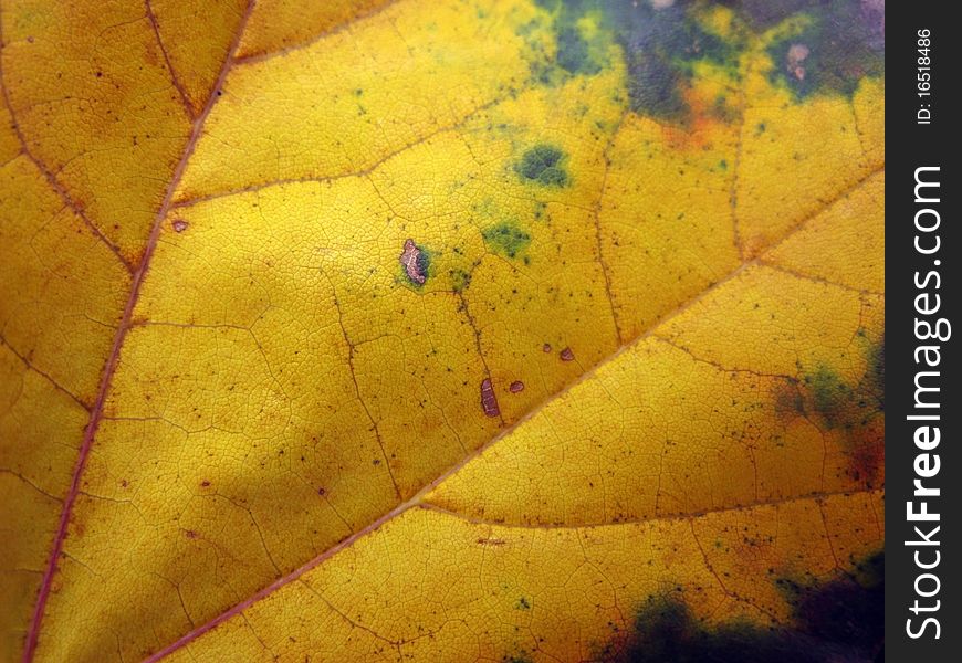 Textured yellow autumn leaf close up
