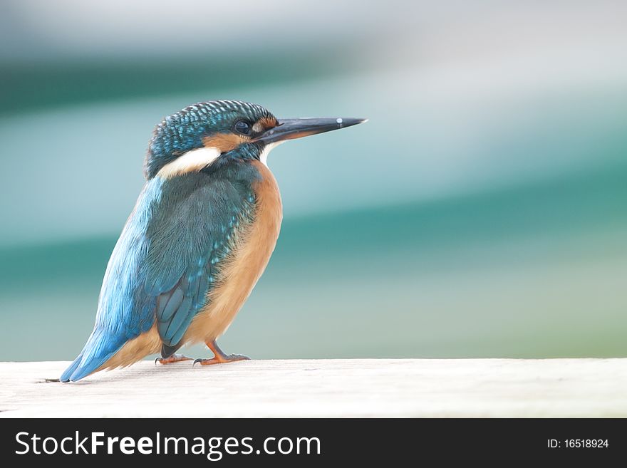 Kingfisher (Alcedo atthis) on pontoon