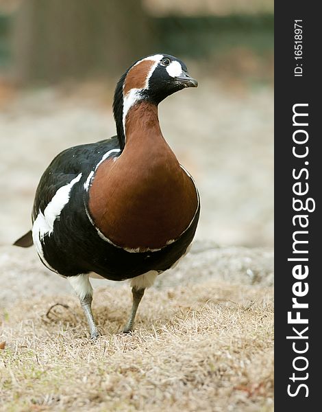 Red Breasted Goose on Shore