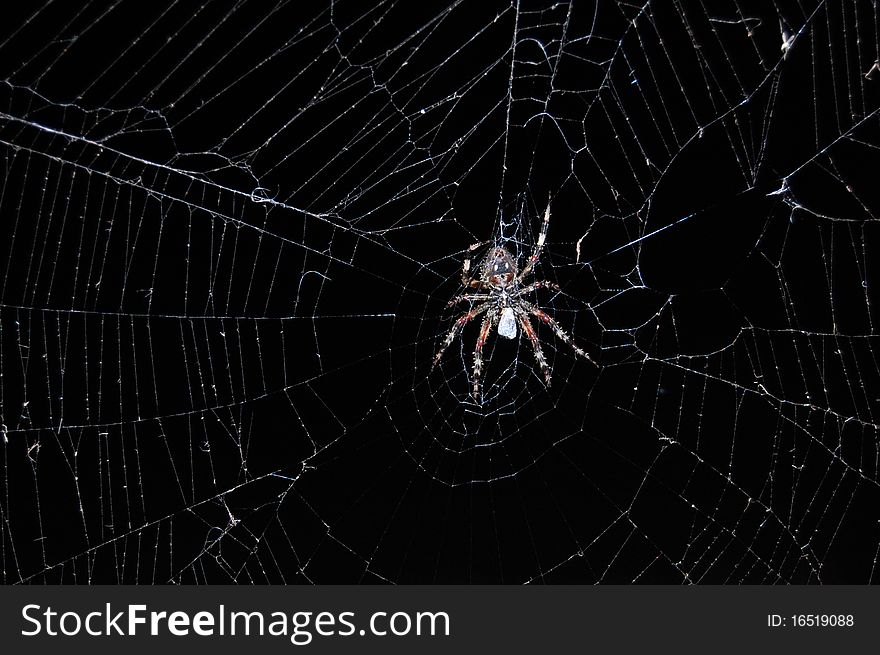 Spider in web eating insect