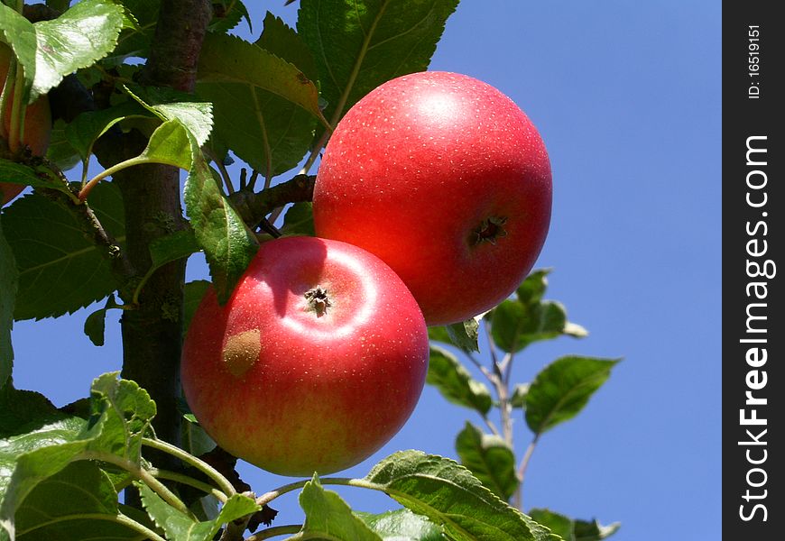 MINOLTA DIGITAL CAMERA, red apples taken in West Sussex