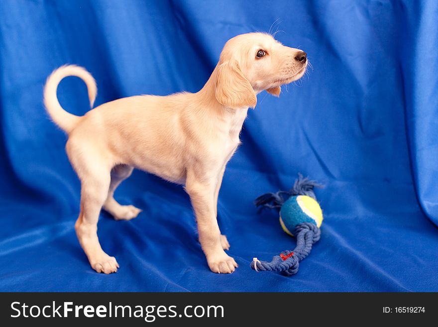 A standing white saluki pup on blue background. A standing white saluki pup on blue background