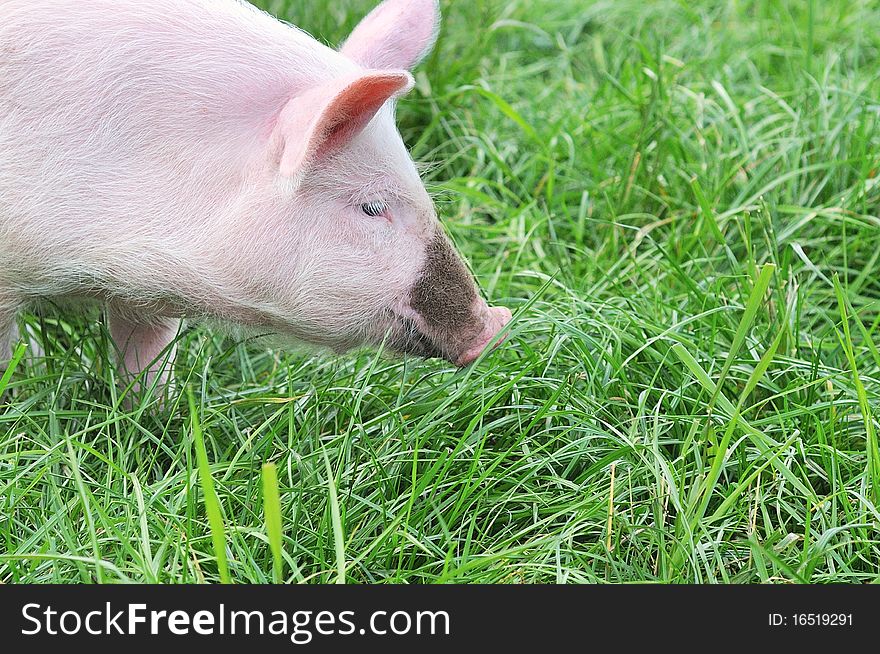 Small pig on a grass