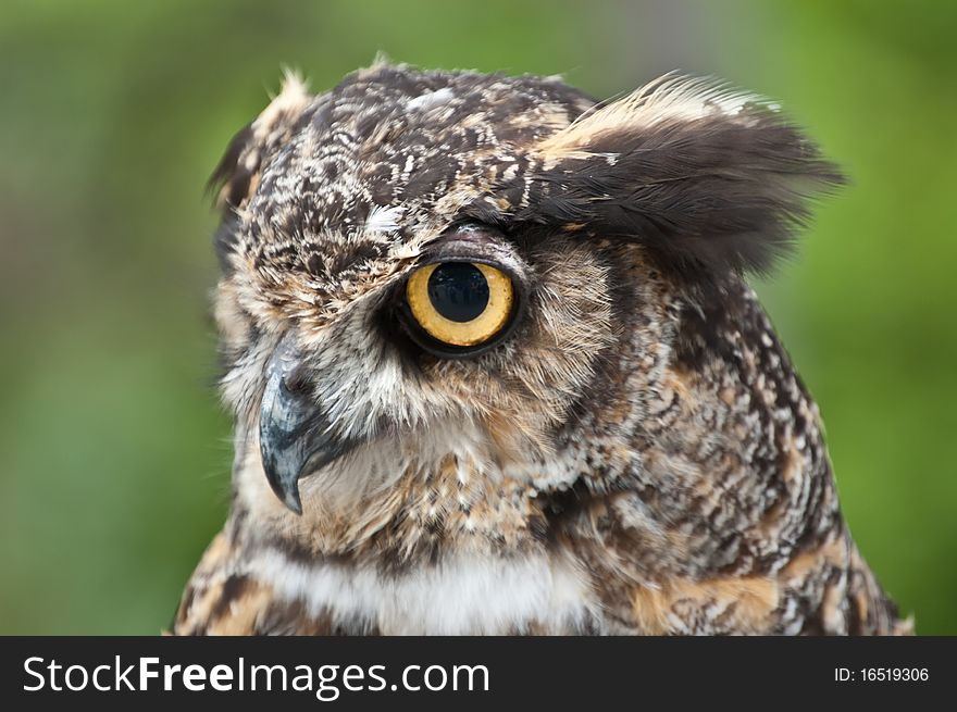 Great Horned Owl in Profile