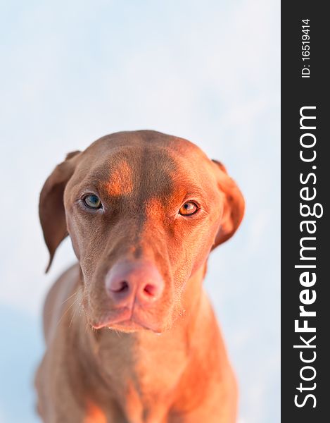 A close-up shot of a female Vizsla dog in a snowy field. A close-up shot of a female Vizsla dog in a snowy field.