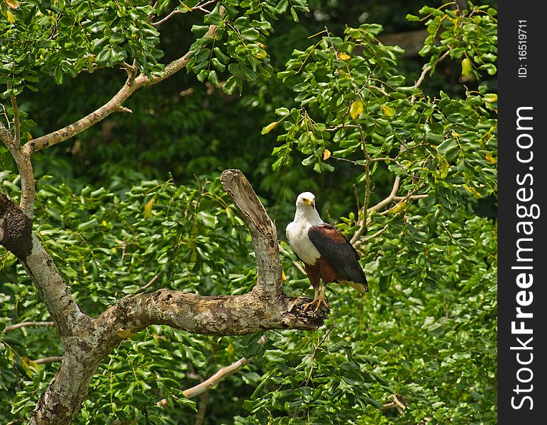 From his usual ambush tree in Shimba Hills forest reserve, an African Fish eagle observes patiently the river flowing below, ready to go for any fish coming too close to the surface. From his usual ambush tree in Shimba Hills forest reserve, an African Fish eagle observes patiently the river flowing below, ready to go for any fish coming too close to the surface.