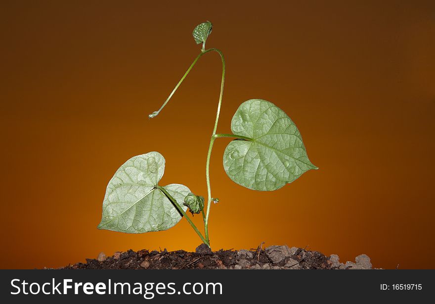 Silhouette of a sprout of a flower