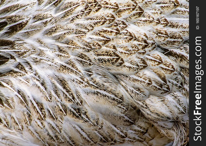 Close-up Picture Of A Hen Feathers.