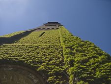 Ivy On Church Tower In Boston Royalty Free Stock Image Ivy On Church Tower In Boston Royalty Free Stock Image