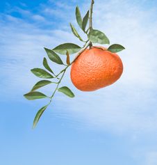 Tangerine On Sky Background Royalty Free Stock Photos Tangerine On Sky Background Royalty Free Stock Photos