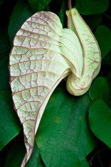 Carnivorous Plant Stock Photo Carnivorous Plant Stock Photo