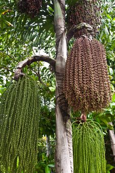 Small Palm On The Palm Tree Royalty Free Stock Photos Small Palm On The Palm Tree Royalty Free Stock Photos