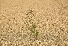 Corn Fields With Corn Ready For  Harvest Royalty Free Stock Photo