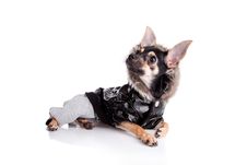Small Dog Toy Terrier In Jacket With A Hood Stock Photo