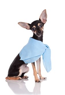 Small Dog Toy Terrier In A Kerchief Royalty Free Stock Photo