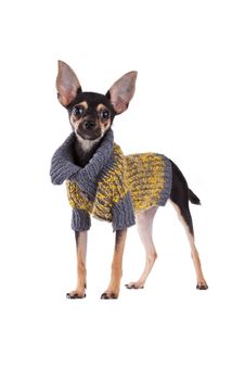 Small Dog Toy Terrier In Clothes Isolated Stock Photo