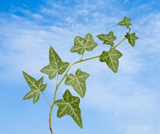 Ivy On Sky Background Stock Images