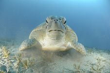 Green Turtle On A Bed Of Seagrass. Royalty Free Stock Image Green Turtle On A Bed Of Seagrass. Royalty Free Stock Image