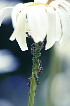 Daisy Flower Infested With Ants And Bugs Royalty Free Stock Photography Daisy Flower Infested With Ants And Bugs Royalty Free Stock Photography