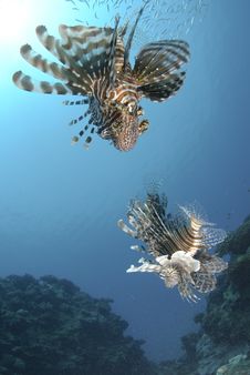 Low Angle View Of Two Common Lionfish. Royalty Free Stock Images Low Angle View Of Two Common Lionfish. Royalty Free Stock Images