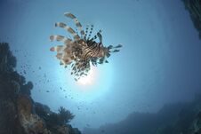 Common Lionfish And Sun Royalty Free Stock Photography Common Lionfish And Sun Royalty Free Stock Photography