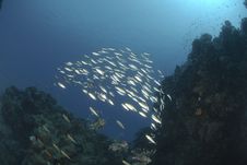 Common Lionfish And School Of Small Bait Fish Royalty Free Stock Photo Common Lionfish And School Of Small Bait Fish Royalty Free Stock Photo