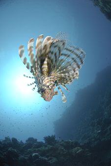 Common Lionfish And Sun Stock Photos Common Lionfish And Sun Stock Photos