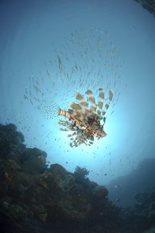 Common Lionfish Underneath School Of Fish Royalty Free Stock Photo Common Lionfish Underneath School Of Fish Royalty Free Stock Photo