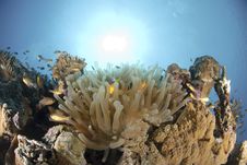 Red Sea Anemonefish Stock Images Red Sea Anemonefish Stock Images