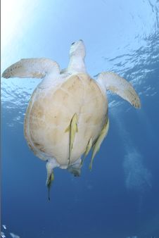 Green Turtle Swimming Towards The Ocean Surface. Stock Photo Green Turtle Swimming Towards The Ocean Surface. Stock Photo