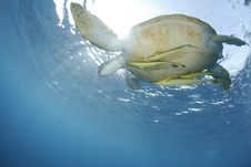 Green Sea Turtle Close To The Ocean Surface. Stock Photo Green Sea Turtle Close To The Ocean Surface. Stock Photo