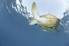 Green Sea Turtle Close To The Ocean Surface. Stock Image Green Sea Turtle Close To The Ocean Surface. Stock Image