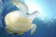 Green Sea Turtle Swimming Up To The Surface. Royalty Free Stock Photos Green Sea Turtle Swimming Up To The Surface. Royalty Free Stock Photos