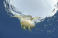 Green Sea Turtle Close To The Ocean Surface. Stock Images Green Sea Turtle Close To The Ocean Surface. Stock Images