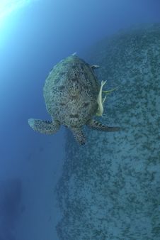 Green Sea Turtle Swimming Dow The The Ocean Floor Royalty Free Stock Image Green Sea Turtle Swimming Dow The The Ocean Floor Royalty Free Stock Image
