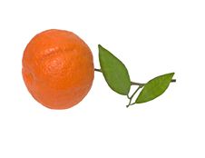 Tangerine On Branch Stock Photography Tangerine On Branch Stock Photography