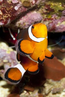 Ocellaris Clownfish Stock Photo Ocellaris Clownfish Stock Photo