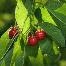Red Cherry With Leaves Royalty Free Stock Photos