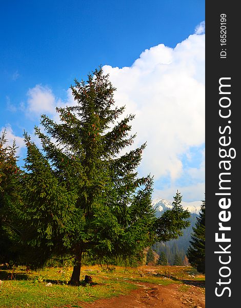 Fur-tree In Mountains