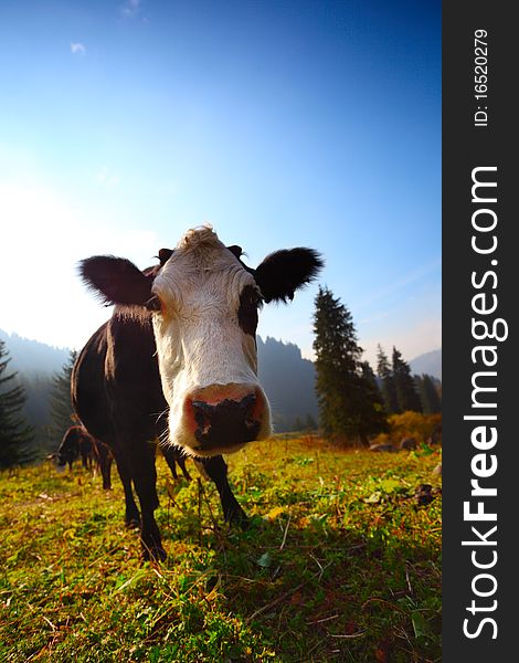 Cow in the field in mountains